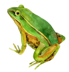 watercolor frog