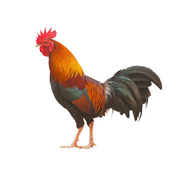 Colorful Rooster isolated