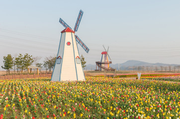 colorful tulips in the park and wooden windmills on background