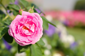 Pink rose in the garden
