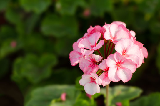 Pink geranium in the garden