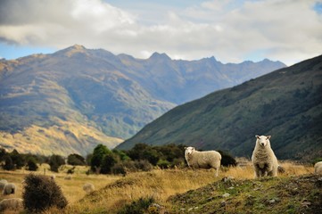 Naklejka premium Sheep in New Zealand.