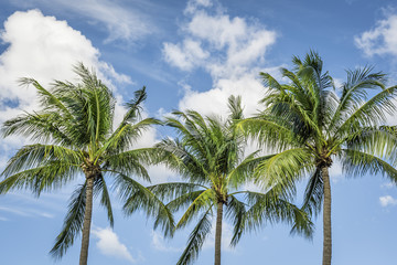Fototapeta na wymiar Tropical Palms with blue sky background