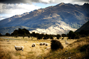 Obraz premium Sheep in New Zealand.