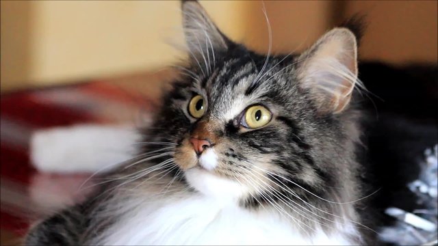 katze portrait, maine coon, Felis catus
