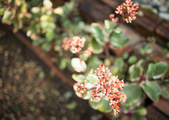 Beautiful flower in spring time vintage style