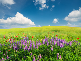 Field with flowers in mountain valley. Natural summer landscape.