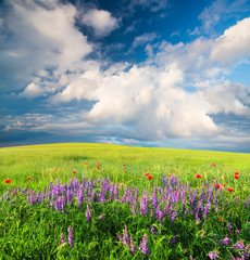 Field with flowers in mountain valley. Natural summer landscape.