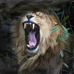 Lion asiatique aux mâchoires ouvertes dans l& 39 ombre de la forêt. Le roi des bêtes, le plus gros chat du monde, regarde droit dans la caméra. Le prédateur le plus dangereux et le plus puissant du monde.
