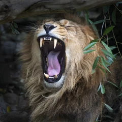 Crédence de cuisine en verre imprimé Lion Lion asiatique aux mâchoires ouvertes dans l& 39 ombre de la forêt. Le roi des bêtes, le plus gros chat du monde, regarde droit dans la caméra. Le prédateur le plus dangereux et le plus puissant du monde.
