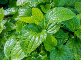 Vegetables and herbs, medicinal substance in it leaves