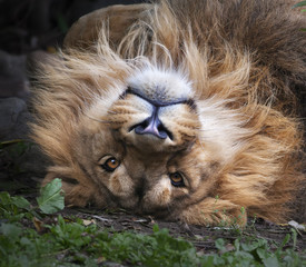 The face of an Asian lion, lying on his back. Square image. The King of beasts, biggest cat of the world, looking straight into the camera. The most dangerous and mighty predator of the world.