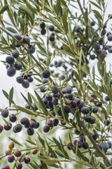 Olives on olive tree