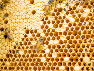 close up shot on honey cell and bees