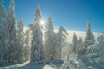 Заснеженная ель и солнце.