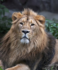 Naklejka premium Calm look of an Asian lion. The King of beasts, biggest cat of the world, looking into the camera. The most dangerous and mighty predator of the world. Wild beauty of the nature.