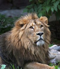Look up of an Asian lion, lying among rocks and greenary. The King of beasts, biggest cat of the world. The most dangerous and mighty predator of the world. Wild beauty of the nature.