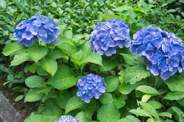 Many blue hydrangea flowers growing in the garden, floral background