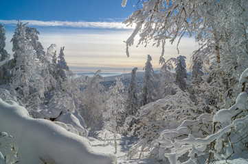 Зимний заснеженный лес.Пейзаж.
