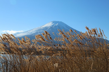Fototapeta premium 富士山