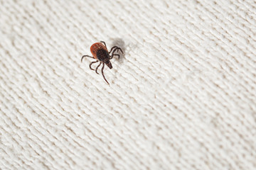Tick - parasitic arachnid
