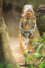 Fototapeta premium Closeup of a Siberian tiger also know as Amur tiger 
