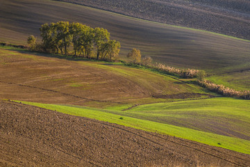 group of trees in the hilly fields of Tuscany, geometric shapes and lines patterns of the field