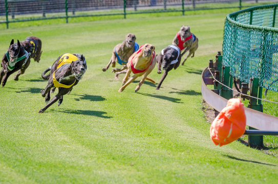 Greyhound Racing