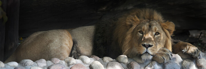 Stare of an Asian lion, calm lying in the tree shadow. The King of beasts, biggest cat of the...