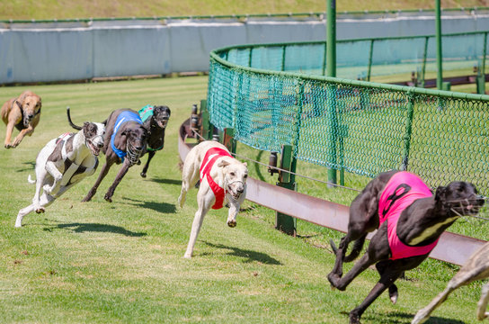 Greyhound Racing