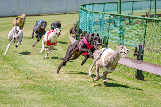 Greyhound Racing