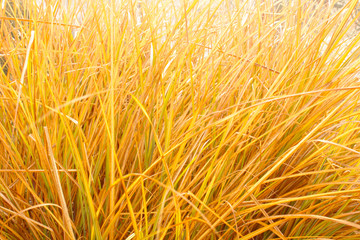 Golden Grass