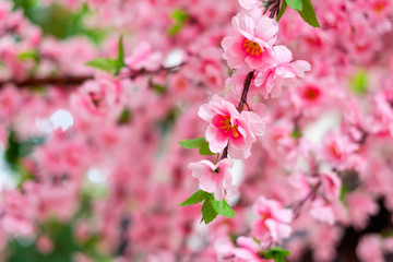 Close up of fake pink sakura flowers
