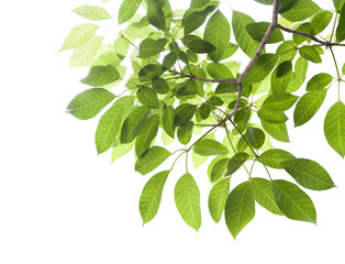 Fototapeta na wymiar green leafs isolated on white background