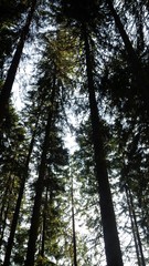 Fototapeta premium alberi dal basso