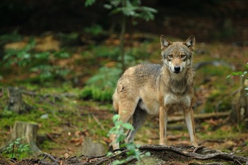 The gray wolf (canis lupus)