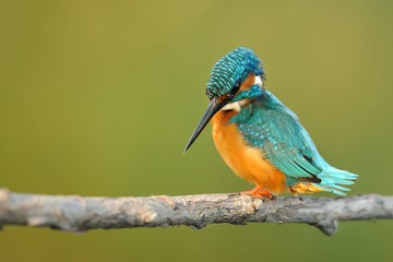 Kingfisher (Alcedo atthis)