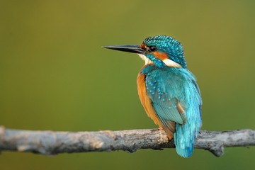 Kingfisher (Alcedo atthis)