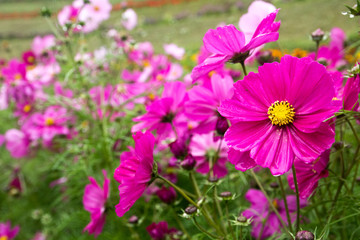 Obraz premium Flowers