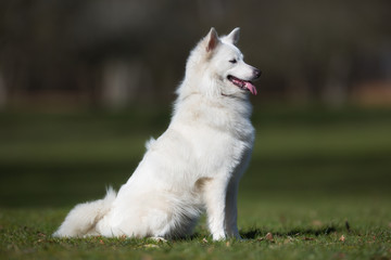Samoyed dog outdoors in nature