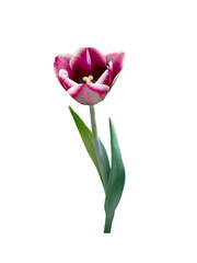 Dark tulip Negretti