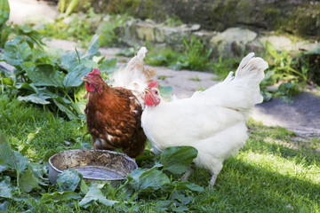 In the summer in the village two hens drink water from a dirty c