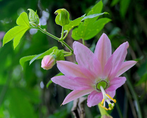 Passiflora flower