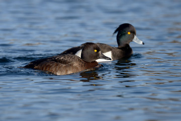 Tufted Duck, Aythya fuligula