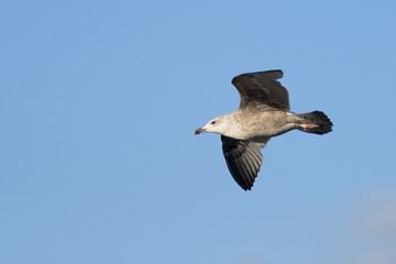 European Herring Gull, Larus argentatus