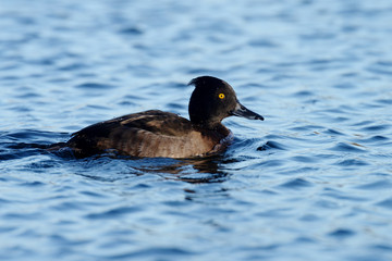 Tufted Duck, Aythya fuligula