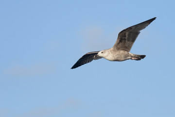 European Herring Gull, Larus argentatus