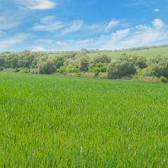Obraz premium green field and blue sky with light clouds