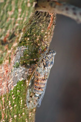 Zikade (Cicadidae) an einer Baumrinde hängend