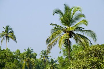 Fototapeta premium palm grove in India